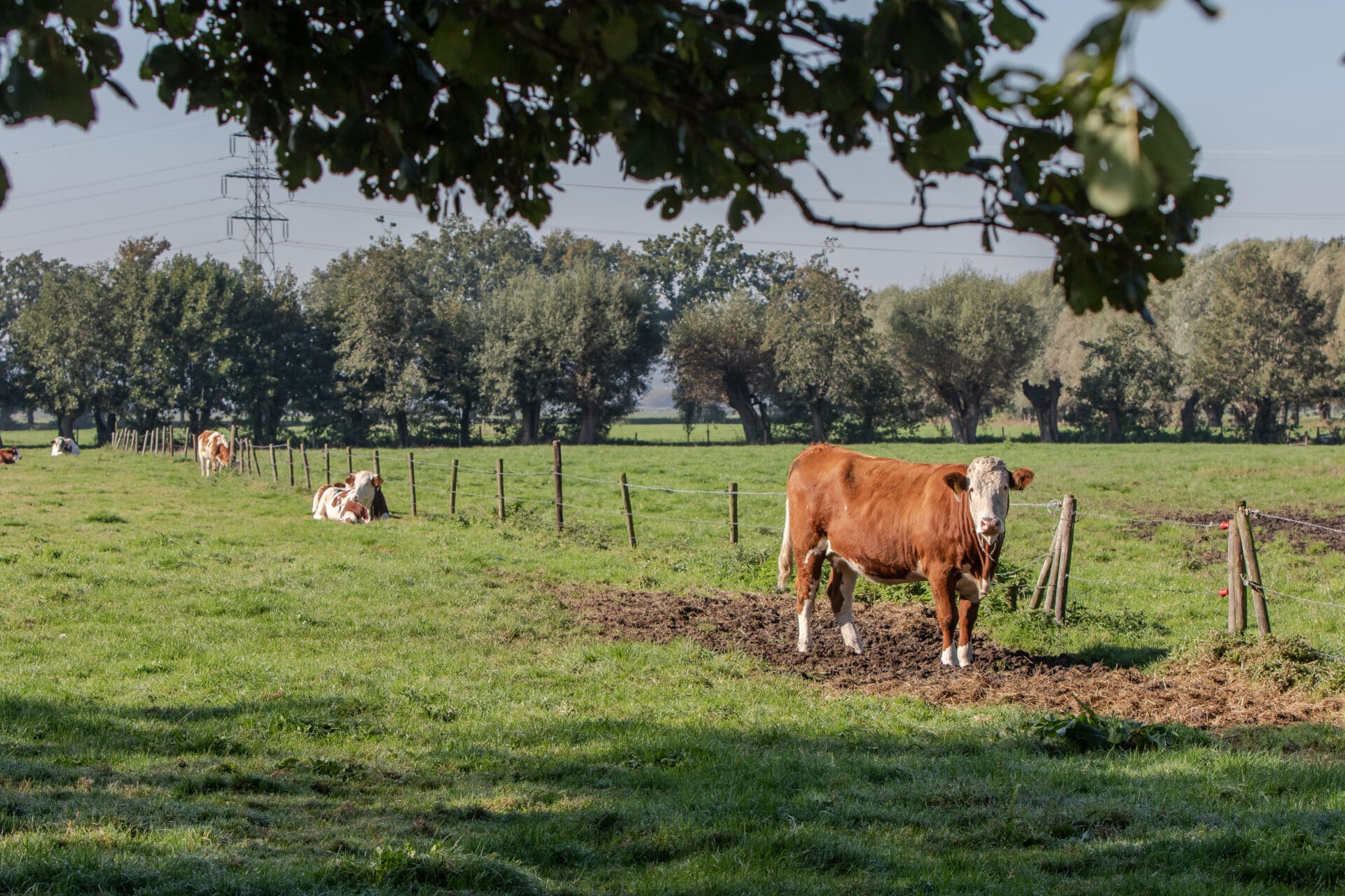 Recordprijs weipoeder door sterke vraag naar melkeiwit